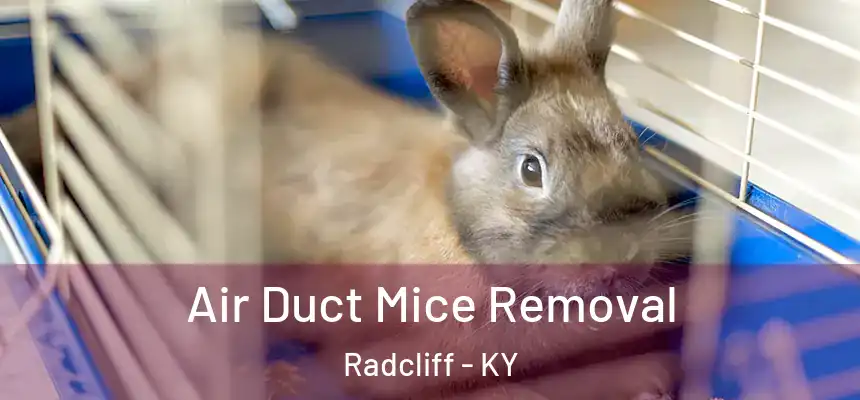  Air Duct Mice Removal Radcliff - KY